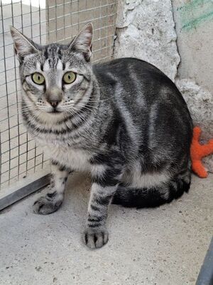 Cris geb. Mai 2024, Europäisch Kurzhaar - Kater