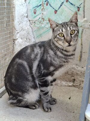 Cris geb. Mai 2024, Europäisch Kurzhaar - Kater