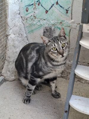 Cris geb. Mai 2024, Europäisch Kurzhaar - Kater