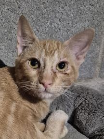 Crispy, Europäisch Kurzhaar - Kater