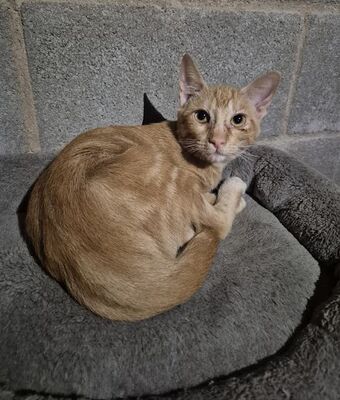 Crispy, Europäisch Kurzhaar - Kater
