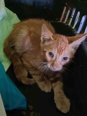Crispy, Europäisch Kurzhaar - Kater
