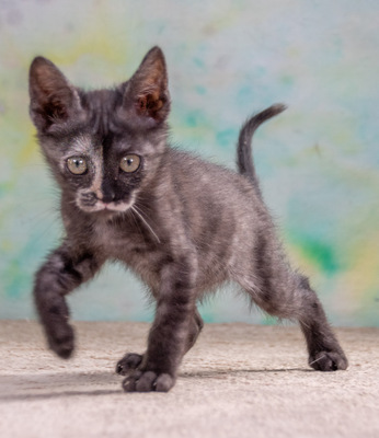 Cubacinha - Zuckermaus sucht Zuhause, Mix - Katze
