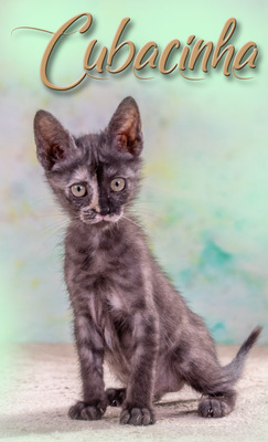 Cubacinha - Zuckermaus sucht Zuhause, Mix - Katze