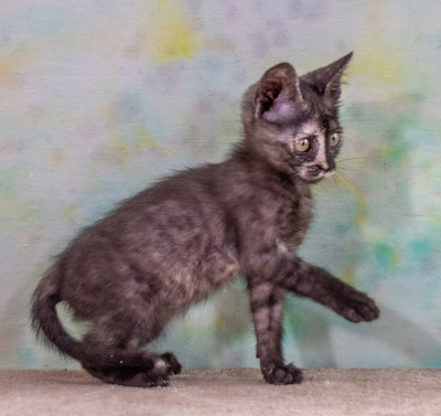 Cubacinha - Zuckermaus sucht Zuhause, Mix - Katze