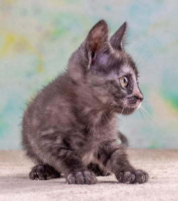 Cubacinha - Zuckermaus sucht Zuhause, Mix - Katze