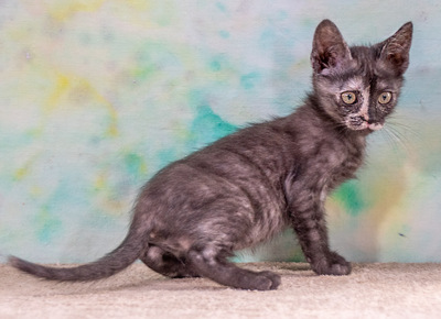 Cubacinha - Zuckermaus sucht Zuhause, Mix - Katze