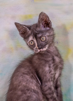 Cubacinha - Zuckermaus sucht Zuhause, Mix - Katze