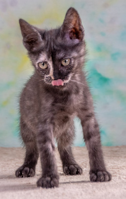 Cubacinha - Zuckermaus sucht Zuhause, Mix - Katze