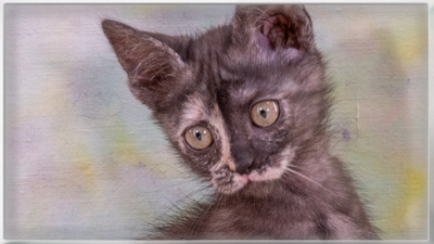 Cubacinha - Zuckermaus sucht Zuhause, Mix - Katze