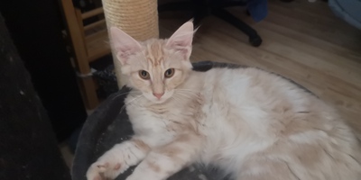 Cyrano, Norwegische Waldkatze Jungtier - Kater