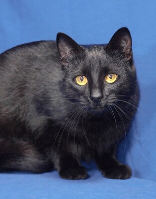 DALMA - R E S E R V I E R T !!!!! sehr zutraulich, verschmust, neugierig, anhänglich, verspielt, hundeverträglich, Mischling - Katze