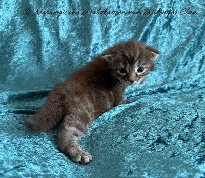 DANAOS vom Wikinger Clan, Norwegische Waldkatze Jungtier - Kater