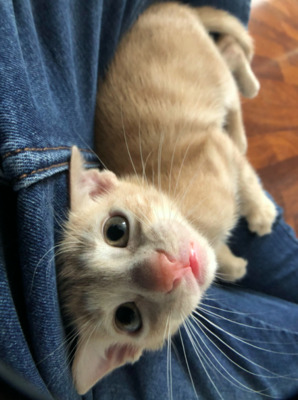 DANO und seine Brüder (ALO) - Kater