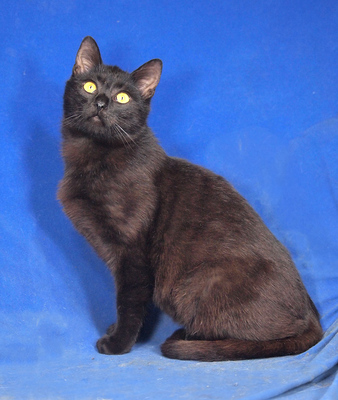 DELILAH - freundlich und verschmust, fröhlich, neugierig, verspielt, hundeverträglich, Mischling - Katze