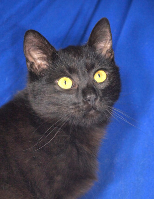 DELILAH - freundlich und verschmust, fröhlich, neugierig, verspielt, hundeverträglich, Mischling - Katze