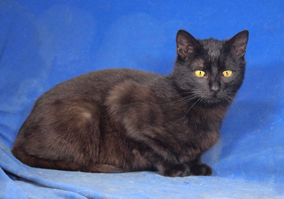 DELILAH - freundlich und verschmust, fröhlich, neugierig, verspielt, hundeverträglich, Mischling - Katze