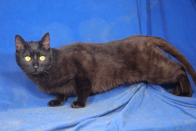 DELILAH - freundlich und verschmust, fröhlich, neugierig, verspielt, hundeverträglich, Mischling - Katze