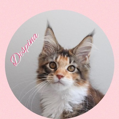 DESPINA UND DESTINY SUCHEN IHR KUSCHELSOFA, MAINE COON KITTEN Jungtier - Katze