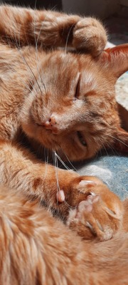 DEXTER