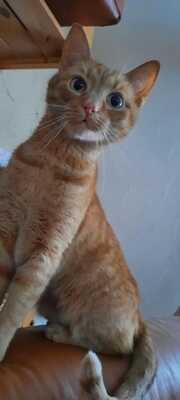 DEXTER, Gewöhnliche Katze - Kater