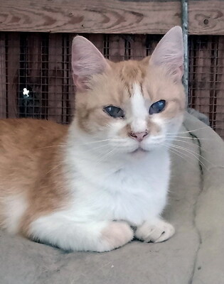 DIANA - sehr freundlich, neugierig, verschmust, verspielt, hundeverträglich, Mischling - Katze