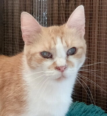 DIANA - sehr freundlich, neugierig, verschmust, verspielt, hundeverträglich, Mischling - Katze