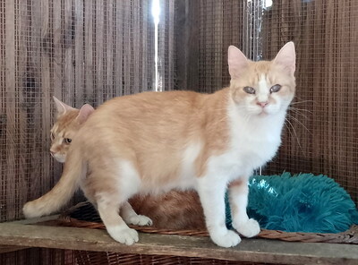 DIANA - sehr freundlich, neugierig, verschmust, verspielt, hundeverträglich, Mischling - Katze