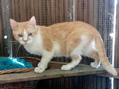DIANA - sehr freundlich, neugierig, verschmust, verspielt, hundeverträglich, Mischling - Katze