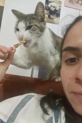 DIZA, Griechische Strassen Prinzessin sucht neuen Lebensraum Jungtier - Katze