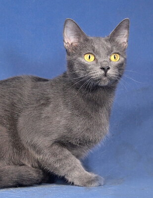 DONNA - R E S E R V I E R T !!!!! freundlich und anschmiegsam, lebhaft, anhänglich, neugierig, hundeverträglich, Mischling - Katze