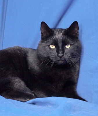 DYLAN - R E S E R V I E R T !!!!! aufgeweckt und fröhlich, verschmust, zutraulich, neugierig, hundeverträglich, Mischling - Kater