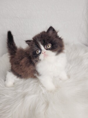 Dagobert von Grünow, Perserkitten Jungtier - Kater