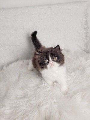 Dagobert von Grünow, Perserkitten Jungtier - Kater