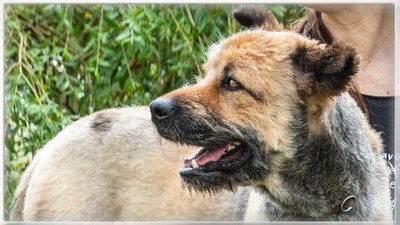Daiki – wird ein richtiger Wuschel, Mischling - Rüde