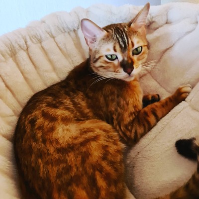 Daisy, Bengal - Katze
