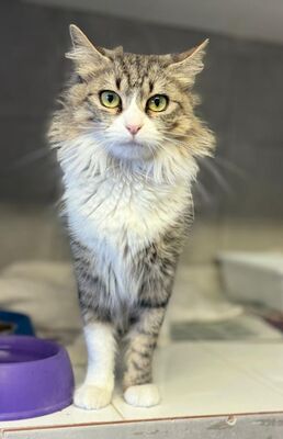 Daisy geb. April 2025, ELH - Katze
