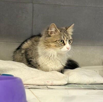 Daisy geb. April 2025, ELH - Katze