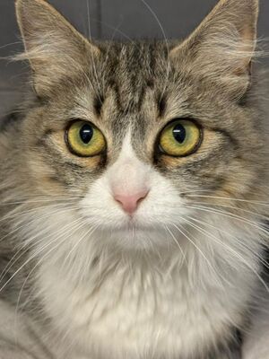 Daisy geb. April 2025, ELH - Katze