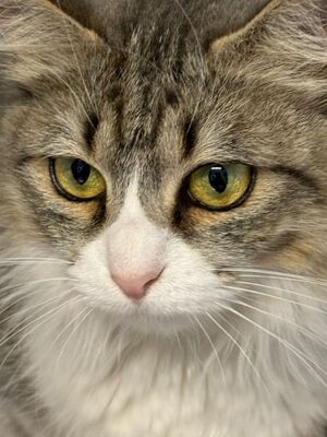 Daisy geb. April 2025, ELH - Katze