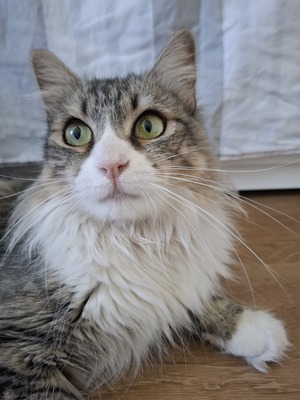 Daisy geb. April 2025 - PS in 84453 Mühldorf, ELK - Katze