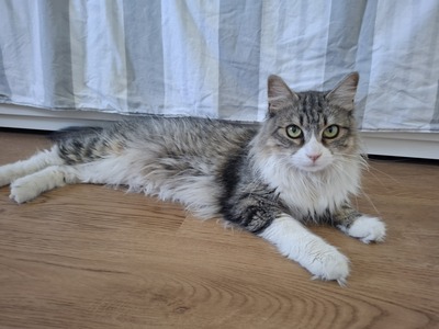 Daisy geb. April 2025 - PS in 84453 Mühldorf, ELK - Katze