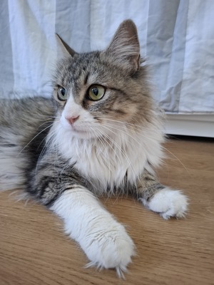 Daisy geb. April 2025 - PS in 84453 Mühldorf, ELK - Katze