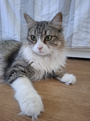Daisy geb. April 2025 - PS in 84453 Mühldorf, ELK - Katze