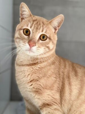 Dali geb. Februar 2024, EKH - Kater