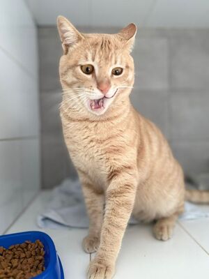 Dali geb. Februar 2024, EKH - Kater