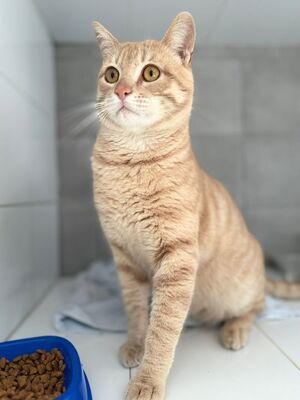 Dali geb. Februar 2024, EKH - Kater