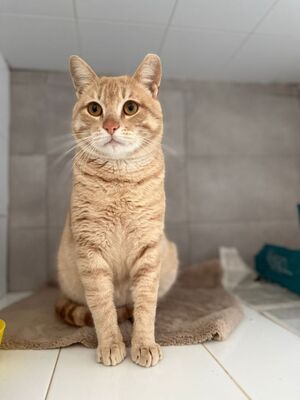 Dali geb. Februar 2024, EKH - Kater