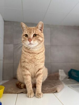 Dali geb. Februar 2024, EKH - Kater