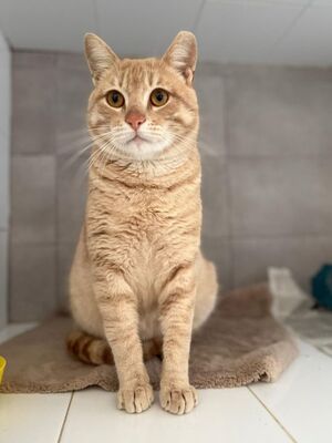Dali geb. Februar 2024, EKH - Kater